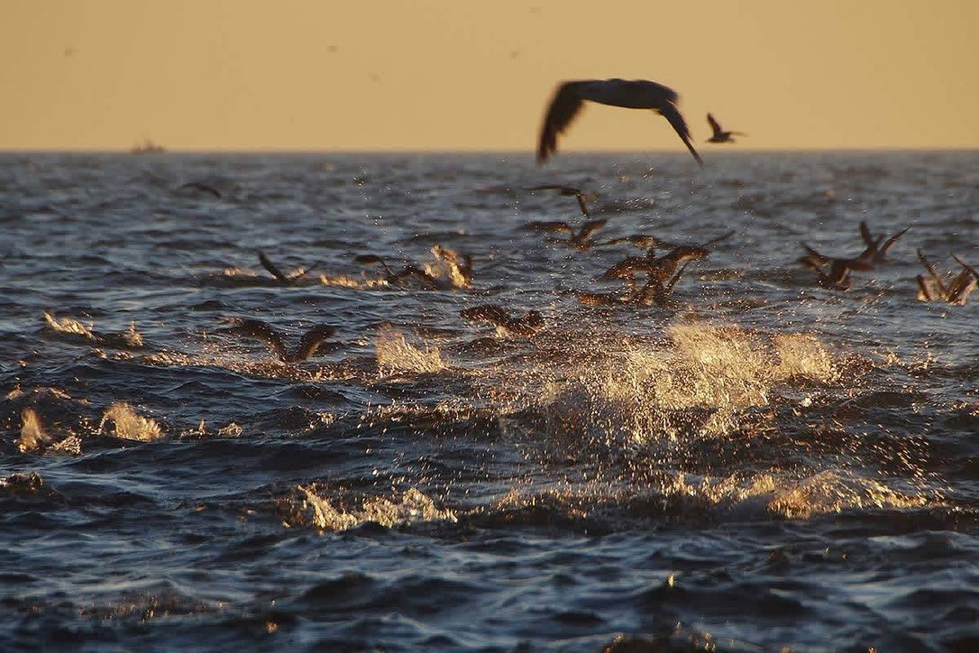 Seabirds dive and fly over choppy ocean water as fish break the surface in a feeding frenzy, with splashes illuminated by warm golden light.