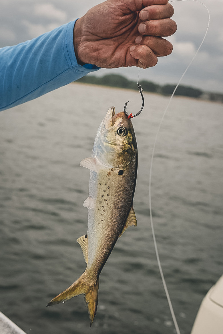 A small silver-colored fish with dark spots hangs vertically from a black hook and fishing line held by a person wearing a blue long-sleeve shirt, with water in the background.