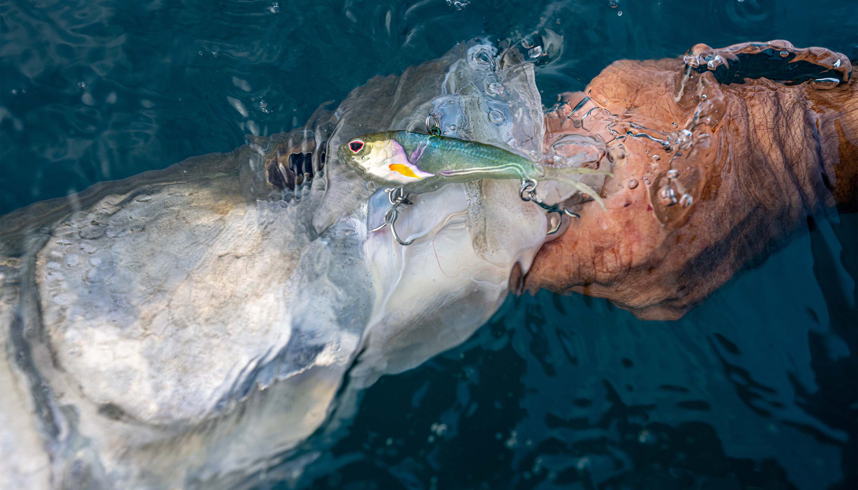 How to Vibe for Snook: The Gear, Technique, and Tackle I Trust image featuring a snook at the water's surface with a Vertrex Max Vibe jig in its mouth.