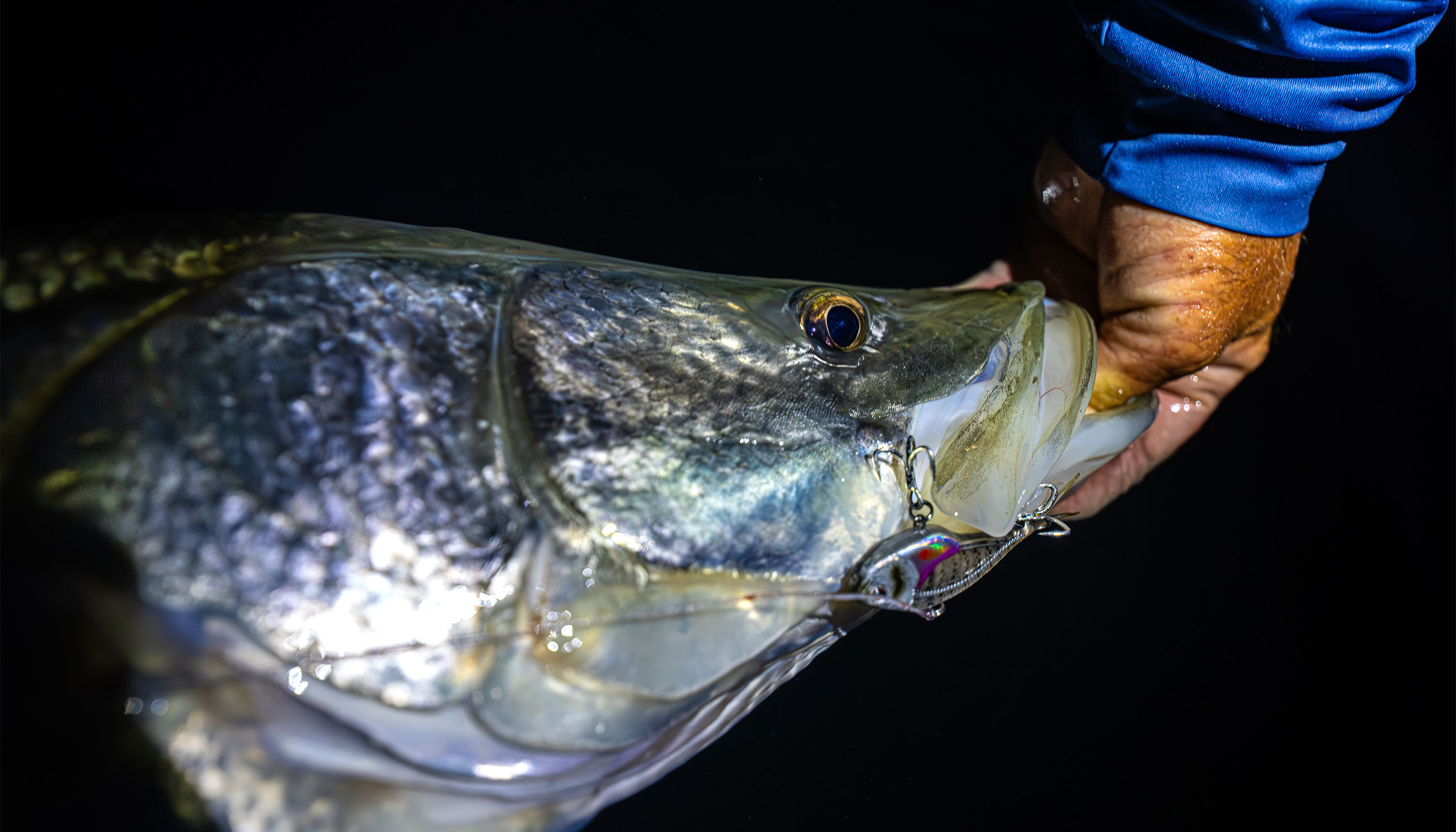 How to Vibe for Snook: The Gear, Technique, and Tackle I Trust image featuring a close-up of a snook caught with a Vertrex Max Vibe jig.