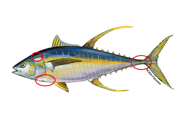Illustration of a yellowtail tuna with three red circles marking ideal gaffing points: just behind the head, below the pectoral fin, and at the base of the tail where the finlets begin.