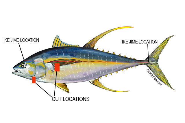 Diagram showing a yellowtail with red bars indicating cut locations behind the pectoral fin and at the nape. A dashed red line marks the spinal path from above the eye to the tail for Ike-Jime insertion points.