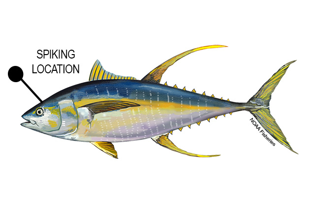Diagram showing a yellowtail fish with a labeled “Spiking Location” marked above and slightly behind the eye on the head, indicating where to perform Ike-Jime for humane dispatch.