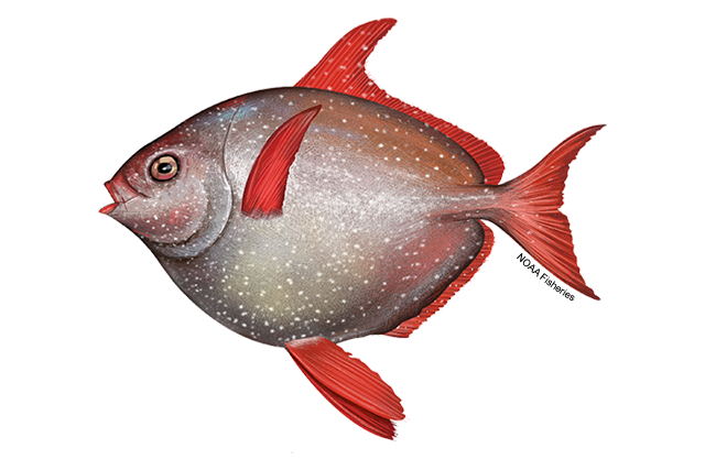 Opah with a round, laterally flattened body, silvery-gray sides speckled with white spots, reddish fins and tail, and a reddish-orange upper body and face.