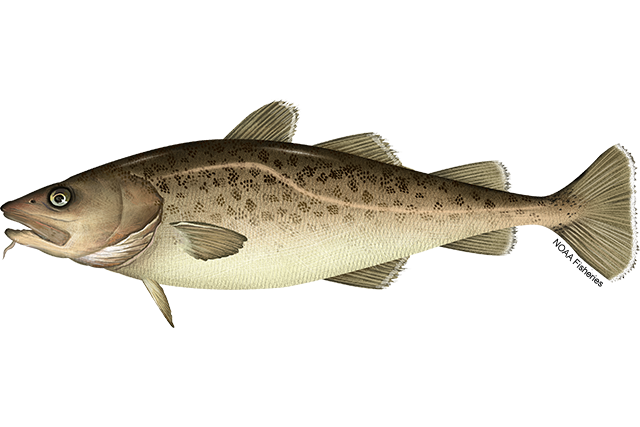 Pacific cod with a stout body, brownish back patterned with darker spots, pale cream underside, three dorsal fins, and a small chin barbel near the mouth.