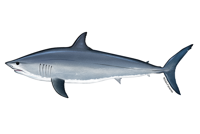 Mako shark with a streamlined, torpedo-shaped body, dark blue-gray back fading to white underside, pointed snout, and crescent-shaped tail fin.