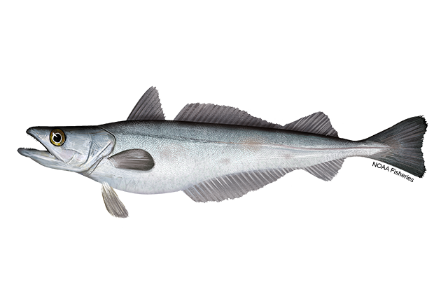 Pacific whiting with a slender, silvery body, darker gray back, large mouth with sharp teeth, and translucent fins along the top and underside.