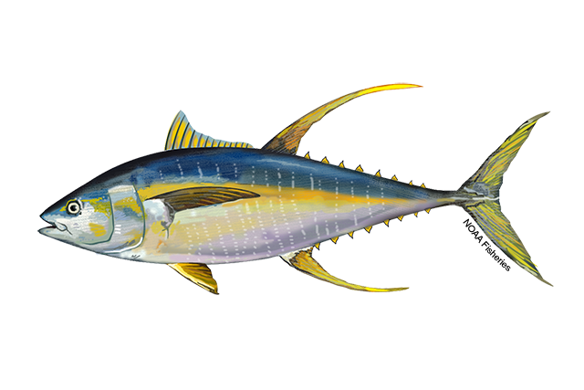 Yellowfin tuna with a streamlined body, dark blue back, silver sides with a golden stripe, and long, bright yellow dorsal and anal fins with a deeply forked tail.