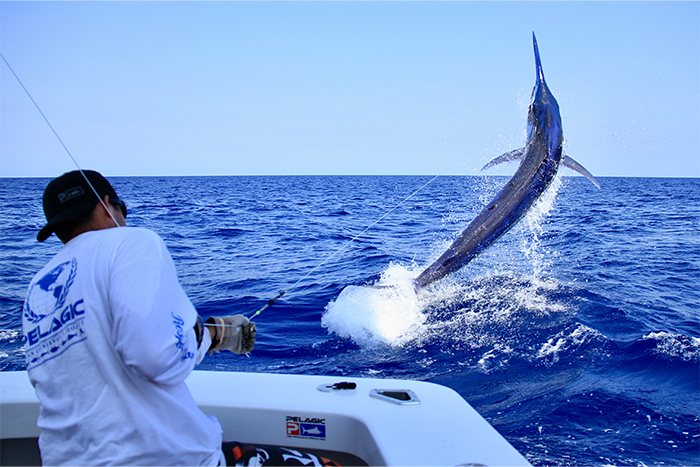 Jarad Dingo Boshammer fights a billfish from a boat as the fish leaps from the ocean.