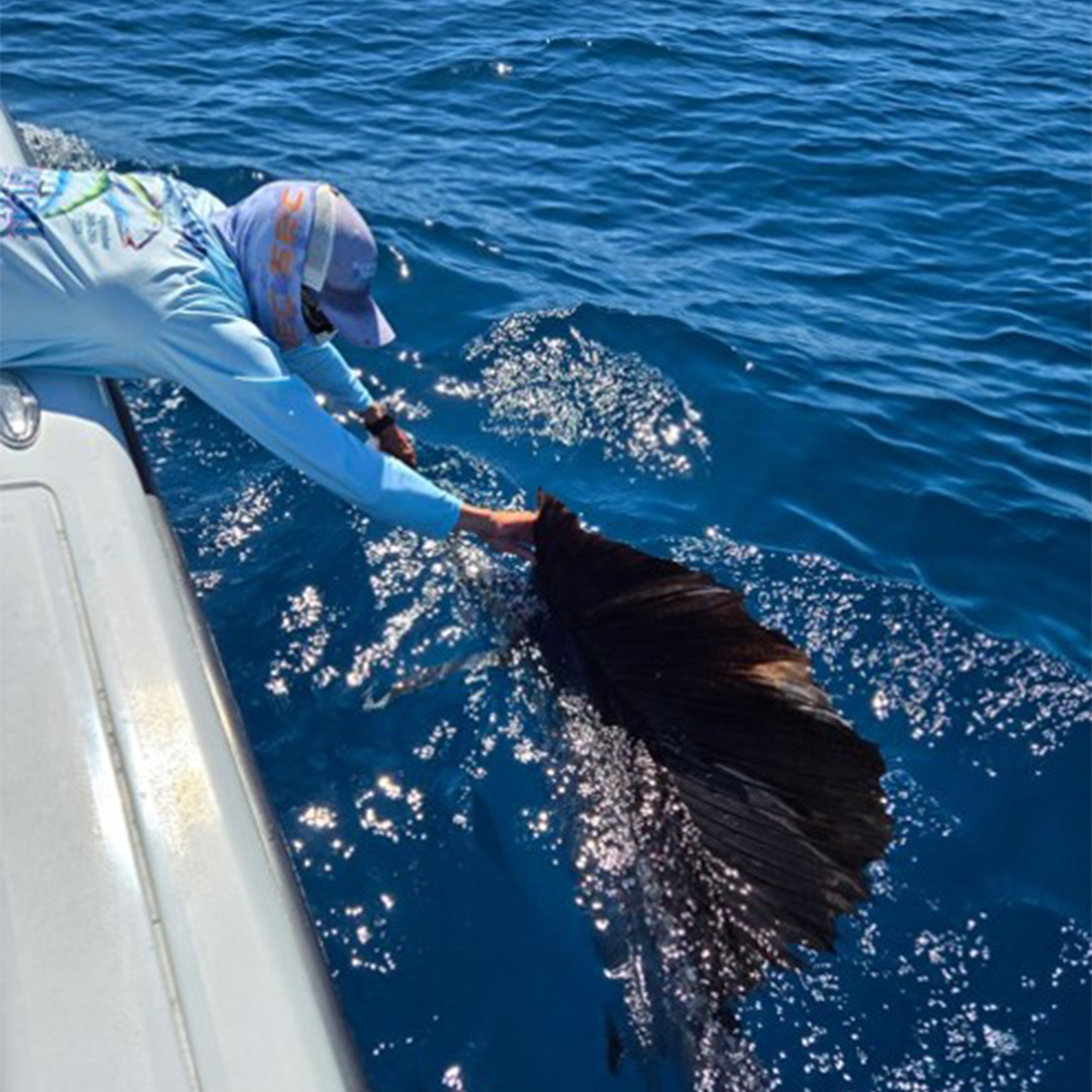 An angler in a blue fishing shirt and cap leans over the side of a boat, reaching toward the raised dark sail of a large fish swimming beside the boat in deep blue water.
