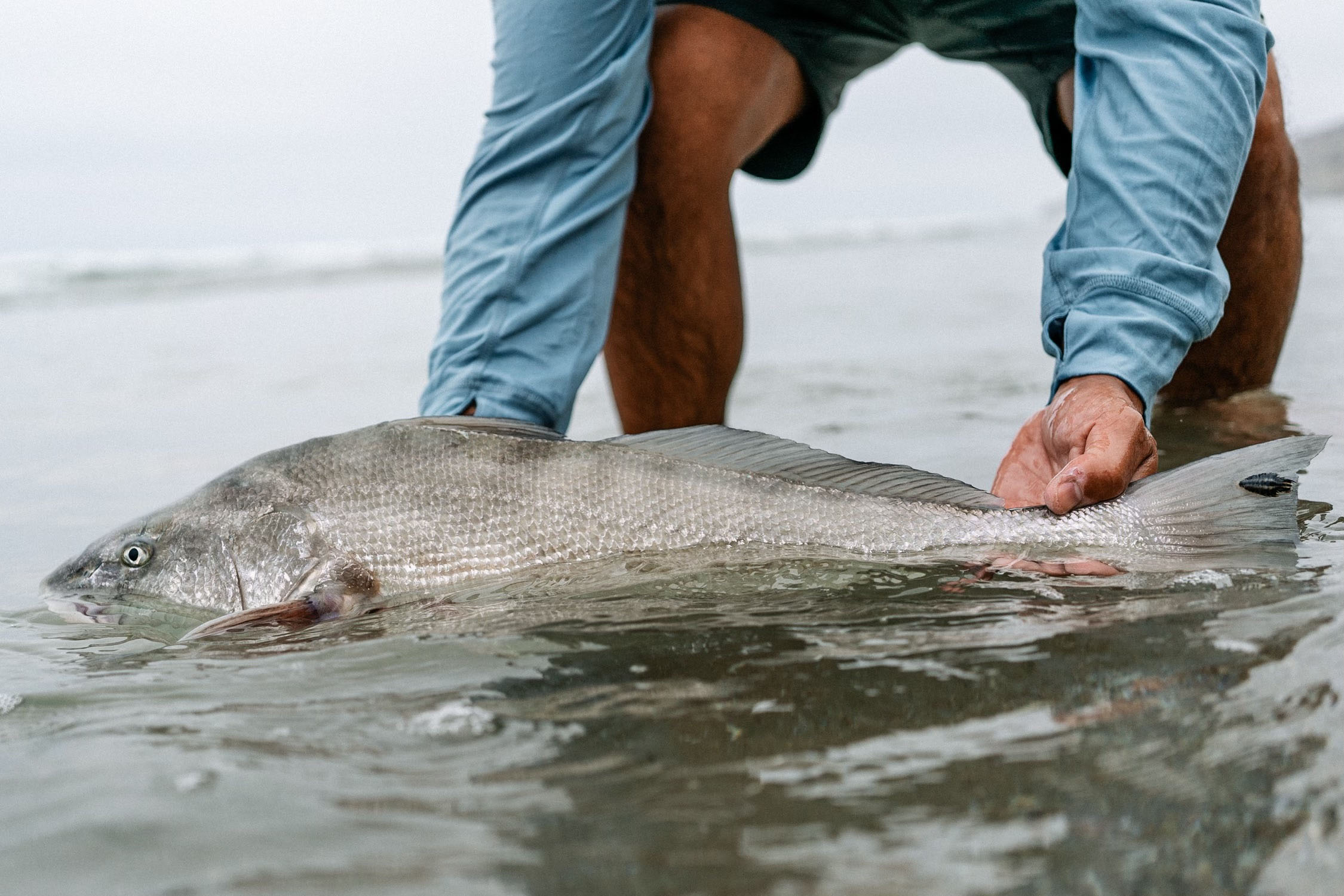 A man in blue longsleeve pulls a caught Corbina fish out of the water. The fish has gray coloring.