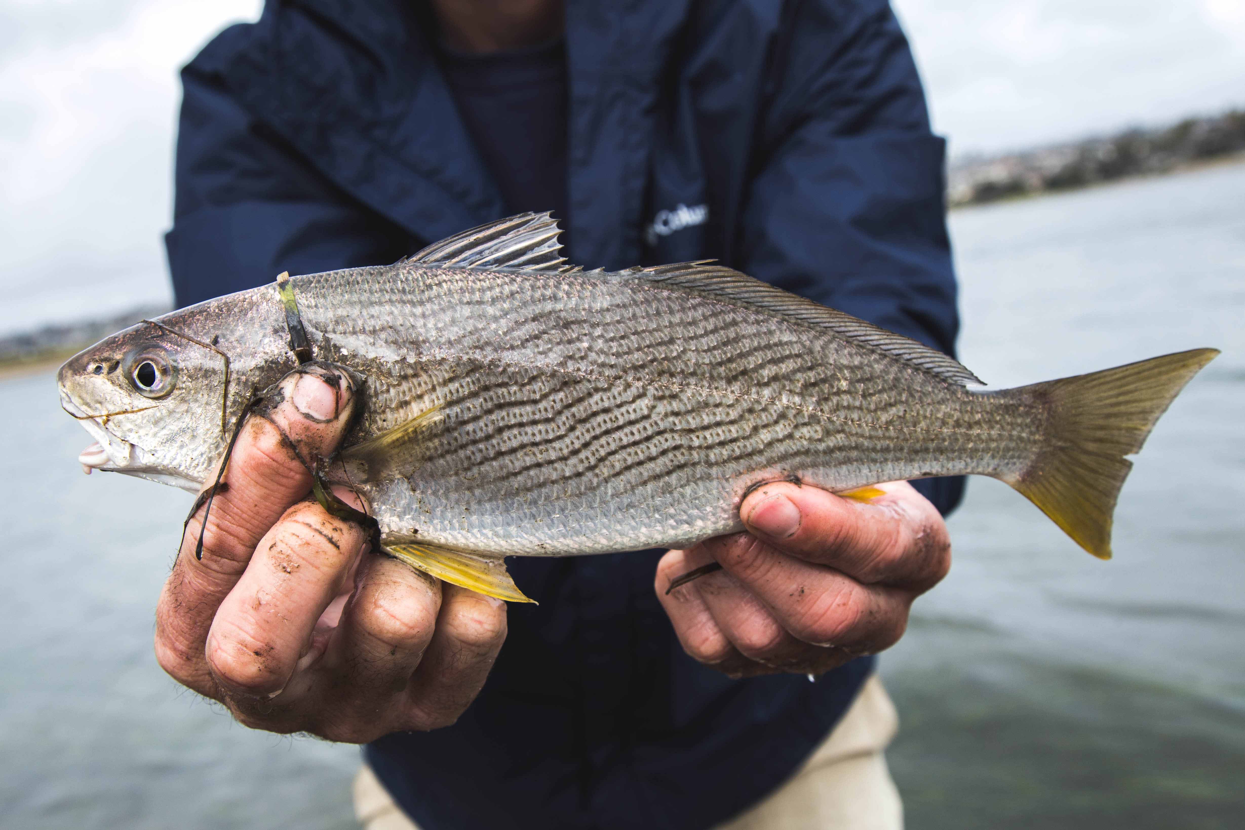 Close up view of a man holding a caught Croaker fish up the camera with water behind. The fish has brown and yellow coloring.