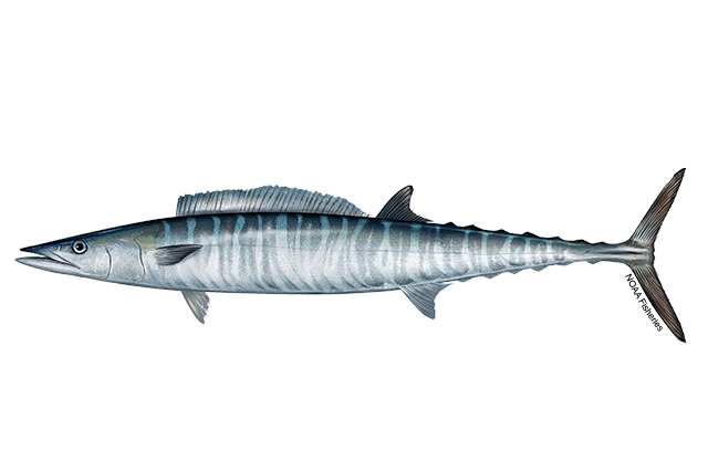 Wahoo with a long, slender body, pointed snout, metallic blue back with vertical light blue stripes, silvery sides, and a deeply forked tail fin.